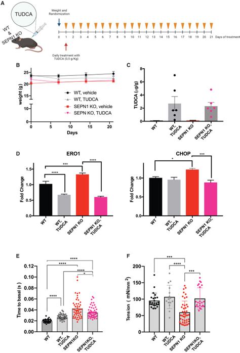 SEPN1 Related Myopathy Depends On The Oxidoreductase ERO1A And Is