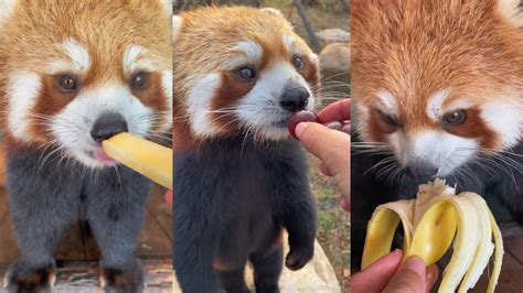 Asmr Red Panda Eating Fruits Compilation Douyin Youtube