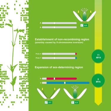 The Origin And Evolution Of Sex Chromosomes Revealed By Sequencing Of