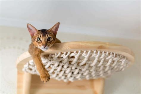 The 19 Best Modern Cat Trees For Any Home