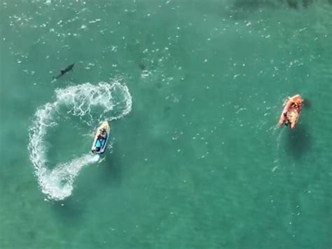 Manly Beaches Closed After Bull Shark Mauls Dolphin Herald Sun