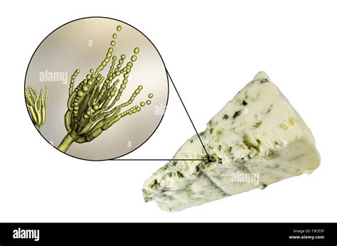 Penicillium Hongos Ascomicetos Im Genes Recortadas De Stock Alamy