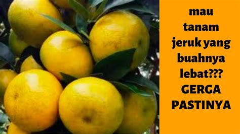 WA 0877 4209 2475 Jual Bibit Jeruk Siam Madu Lemon Dekopon Siam Banjar