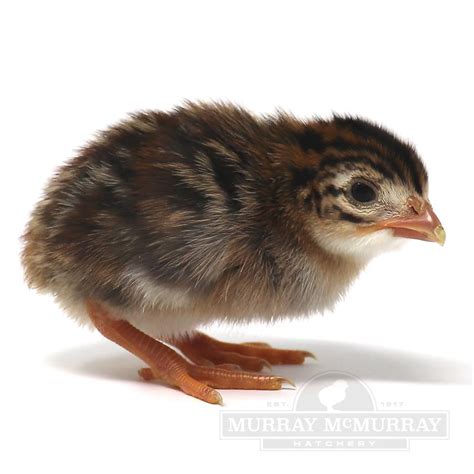 Murray Mcmurray Hatchery Pearl Guineas