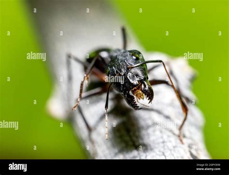 Giant Leaf Cutter Ant High Resolution Stock Photography And Images Alamy