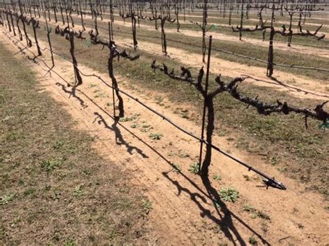 Life Cycle Of The Vines Grape Creek Vineyards