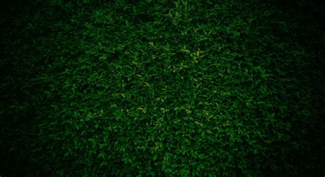 green grass texture, Green grass seamless texture, panoramic banner ...