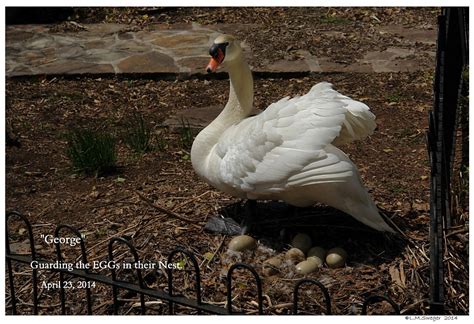 Swan Lovers