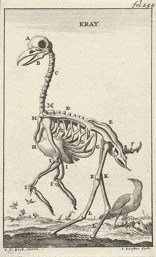 Crow skeleton free public domain image | Look and Learn