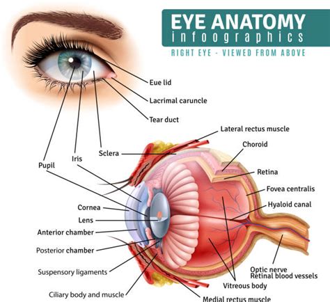 Fovea Eye Diagram