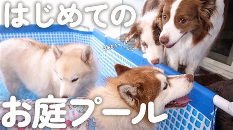 はじめて子犬と先住犬達でお庭プールしたらほんわかすぎて癒された笑 動物（犬・猫 他色々）【まとめ動画】