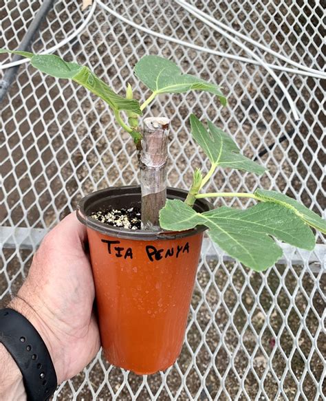 Figbid Online Auctions Of Fig Trees Fig Cuttings And Growing Supplies