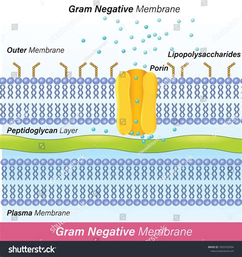 Gram Negative Membrane Plasma Membrane Outer Stock Vector (Royalty Free ...