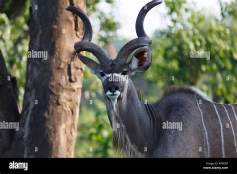 Spiral Horned Antelope Hi Res Stock Photography And Images Alamy