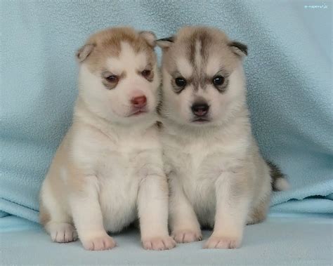 Szczeniaki Siberian Husky