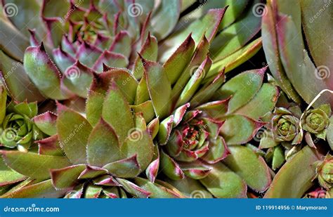 Succulents Close Up Stock Photo Image Of Succulents 119914956