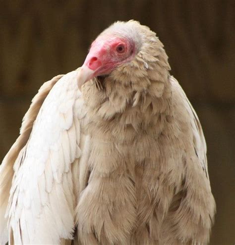 Stunning albino Turkey Vulture | Albino, Melanism, Vulture