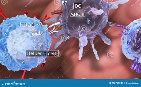 The T Helper Cells Th Cells Also Known As Cd Cells Or Cd Positive