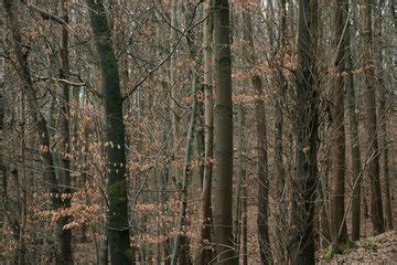 Buche Fagus im südlichen Wurmtal Euregio im Bild