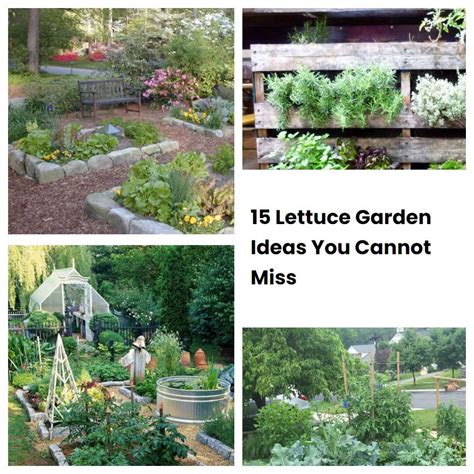 15 Lettuce Garden Ideas You Cannot Miss | SharonSable