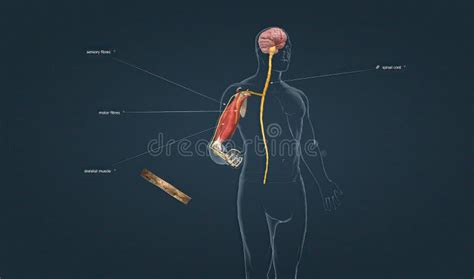 The Withdrawal Reflex is a Spinal Reflex Intended To Protect the Body ...