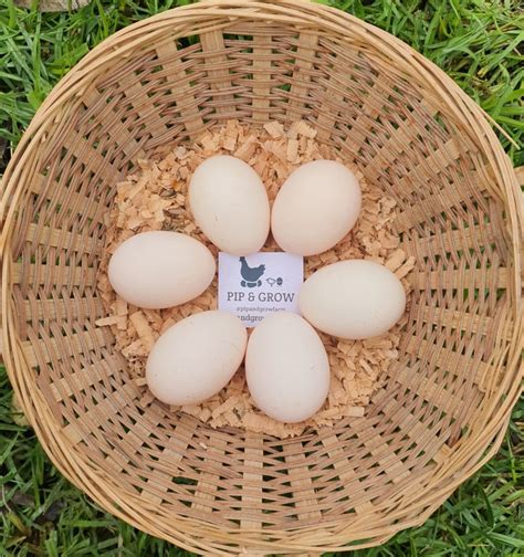 Chocolate Bantam Orpington Fertile Egg Each Pip Grow