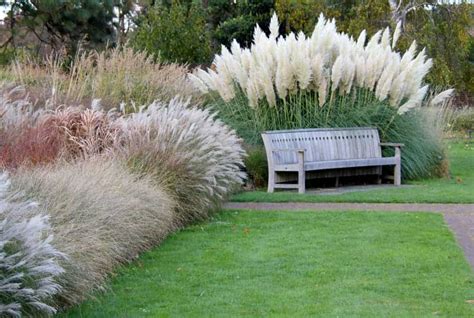 Tall Grasses