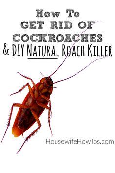 Follow These Steps And Use The Diy Natural Roach Killer Recipe To Rid