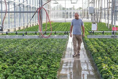 Smart Business Sense At Tidal Creek Growers Yields Success - Greenhouse ...