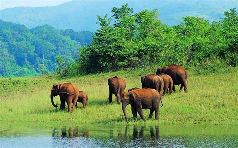 Periyar National Park, Thekkady (Kerala) | Safari, Timings, Accomodation