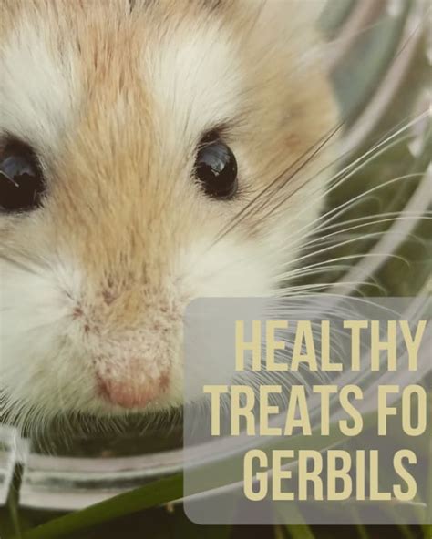 How To Care For Gerbils With Broken Teeth Pethelpful By Fellow