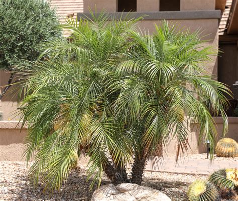 Palm – Pygmy Date Elgin Nursery Tree Farm: Phoenix, AZ, 52% OFF