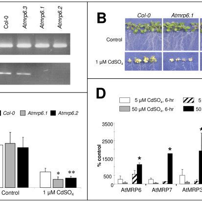 Isolation Phenotypic Characterization Of AtMRP6 Knock Out Plants And