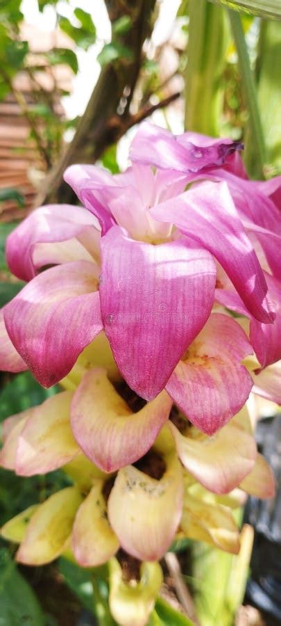 Galangal Tree Flowers That Are Starting To Wither Stock Image Image