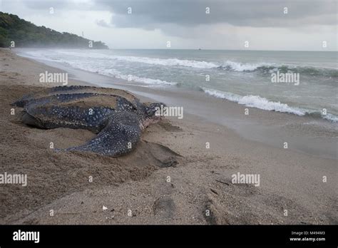 Leatherback Turtle Dermochelys Coriacea Female Returning To Sea After