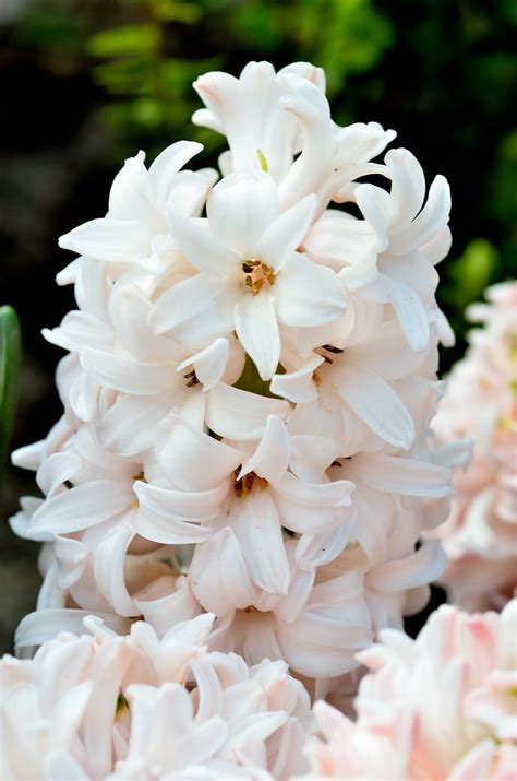 Hyacinth Potatolovertwo Flickr