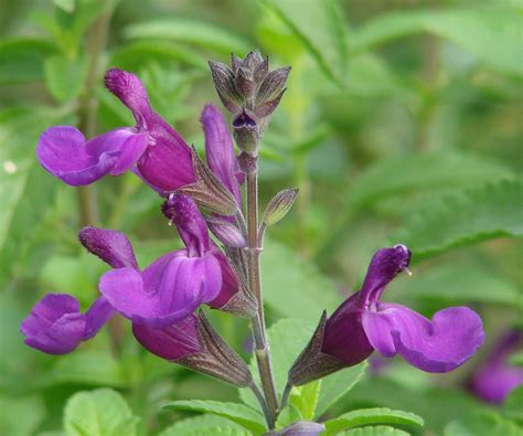 VIBE® Salvias - Home Page