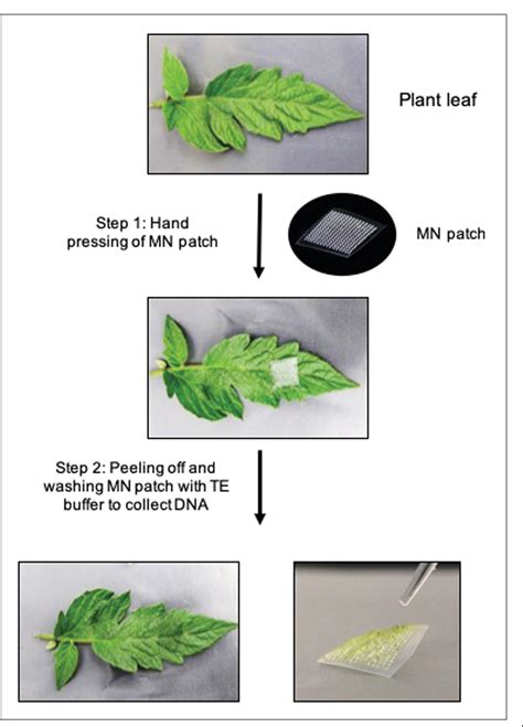 Figure 1 From Dna Extraction From Plant Leaves Using A Microneedle Patch Semantic Scholar