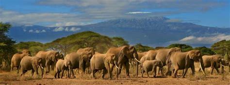 Nairobi Excursion d une journée au parc national d Amboseli et au