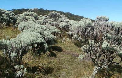 Cara Penanaman Dan Perawatan Bunga Edelweiss Jawa Dengan Baik Belajar