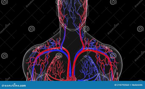 Rotating Model Of The Human Circulatory System 3d Rendering Blood