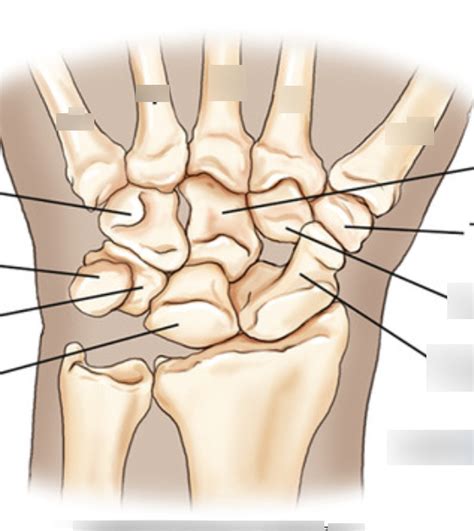 BIO 210 Carpals Metacarpals And Phalanges Diagram Quizlet