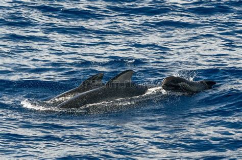 Pilot Whales Mother And Calf In Mediterranean Ligurian Sea Ultra Rare