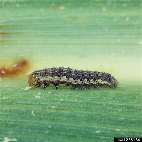 Corn Earworm Tomato Fruitworm Helicoverpa Zea Boddie