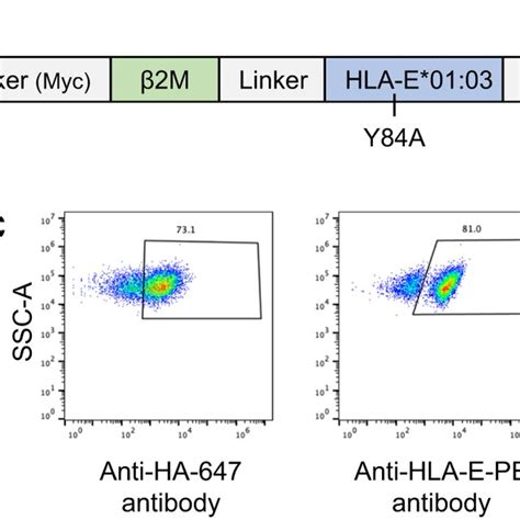 Design And Validation Of Hla E On Yeast Representation Of Hla E A