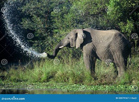 Spruzzata Dell Elefante Immagine Stock Immagine Di Tronco