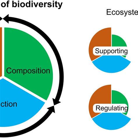 Structure And Composition Of A Tropical Rain Forest B Tropical