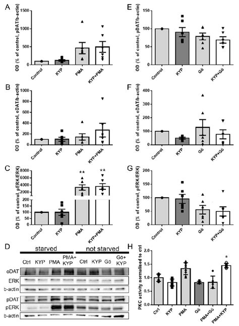 The Effect Of Prep Inhibitor Kyp Alone Or In Combination With Pkc