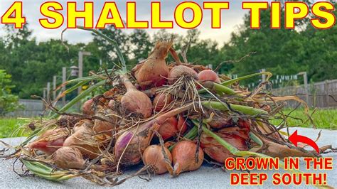 How To Grow SHALLOTS In ANY Climate Complete Curing And Storing Guide