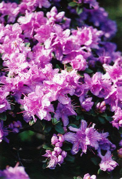 Ramapo Rhododendron Dwarf With Vibrant Purple Blooms